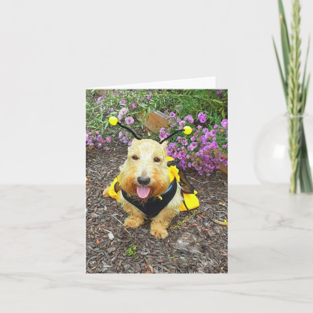 Imabee Smiles Karte (Vorderseite)