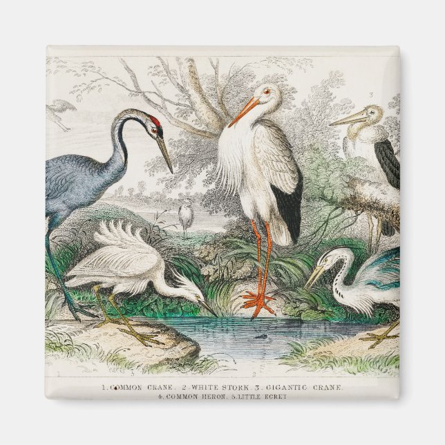 image-from-rawpixel-id-411915.jpg magnet (Vorne)