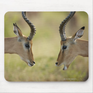 Imapla (Aepyceros melampus) wollend, um zu Mousepad