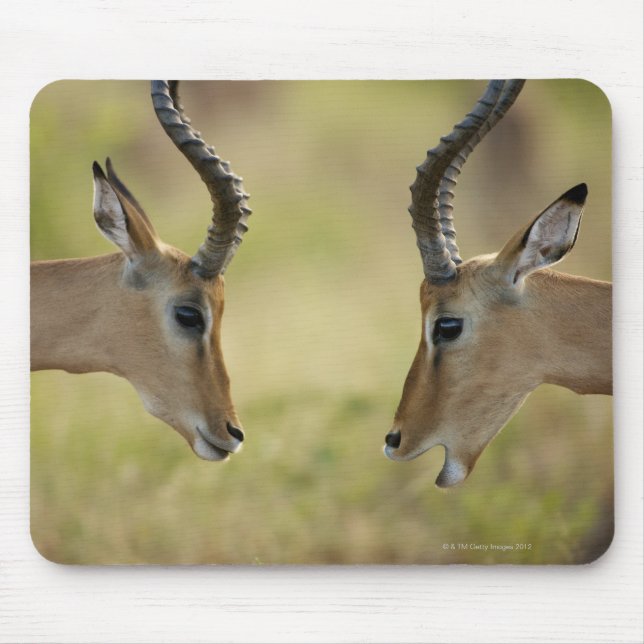 Imapla (Aepyceros melampus) wollend zu kämpfen, Mousepad (Vorne)