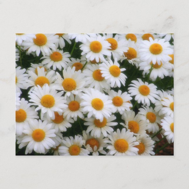 IMG_0066 Daisy Lovers (Vorderseite)