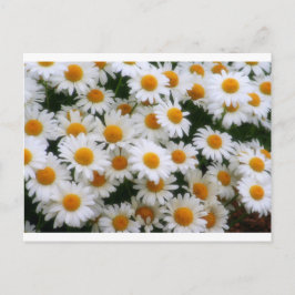 IMG_0066 Daisy Lovers Postkarte