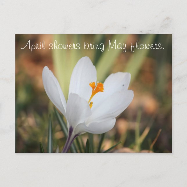 IMG_0371, Duschen April bringen Mai Blume. Postkarte (Vorderseite)