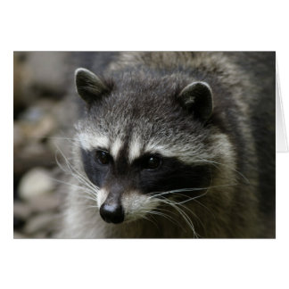 IMG_0667_raccoon_12x18