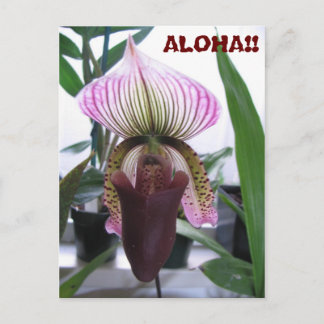 IMG_1248, ALOHA!!  Postkarte