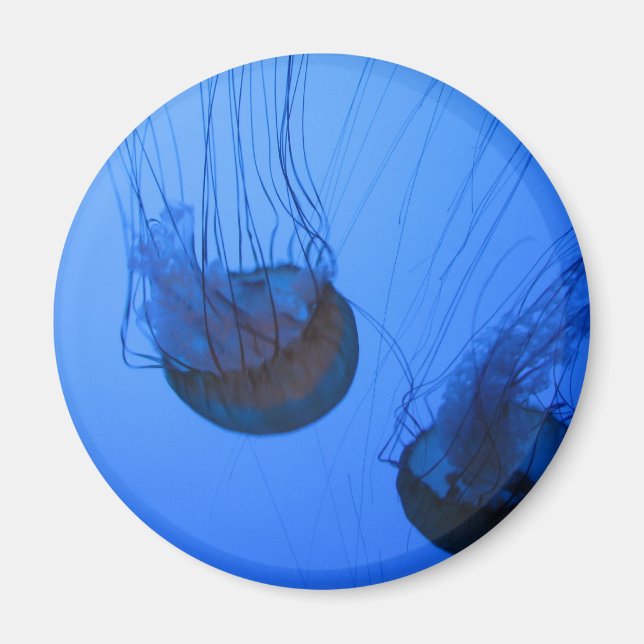 IMG_1319 MAGNET (Vorne)