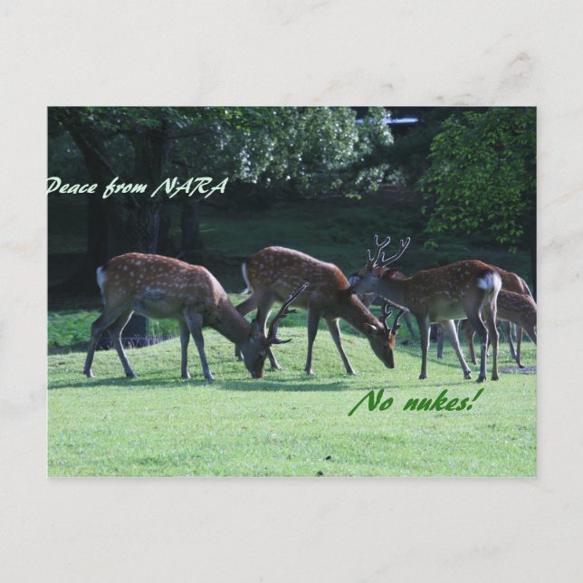 IMG_1699 POSTKARTE (Vorderseite)