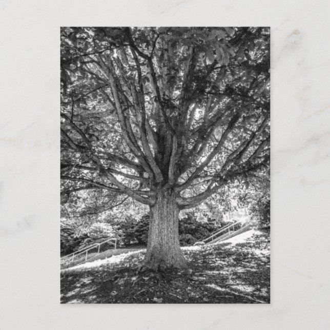 IMG_5219.JPG POSTKARTE (Vorderseite)