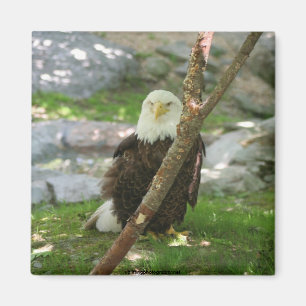 IMG_6126, upliftingphotography.net Amerika Magnet
