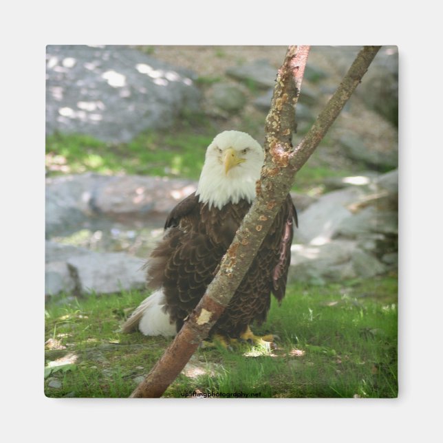 IMG_6126, upliftingphotography.net Magnet (Vorne)