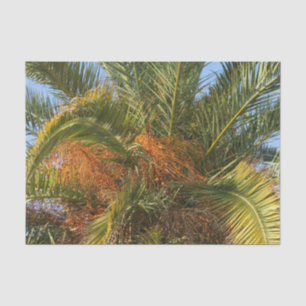 IMG_7080.JPGsommer, palme, blatt, tropisch, baum, Seidenpapier