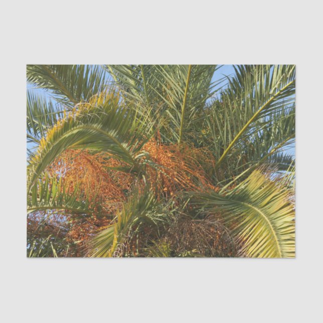 IMG_7080.JPGsommer, palme, blatt, tropisch, baum, Seidenpapier (Vorderseite)