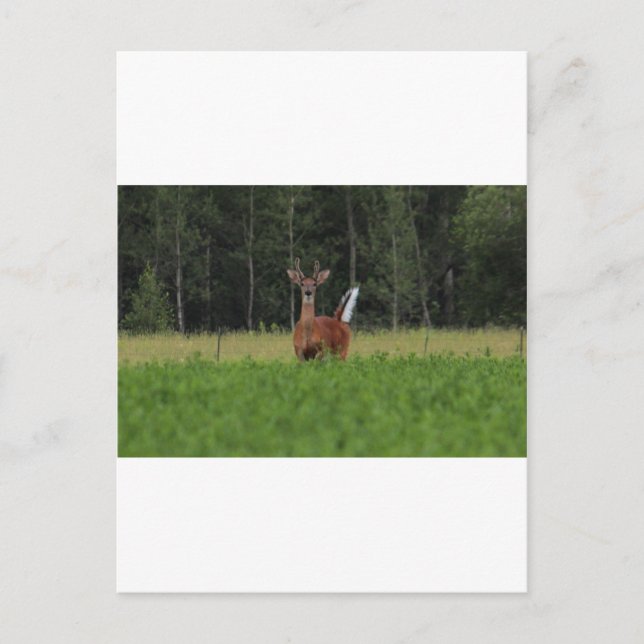 IMG_9486 POSTKARTE (Vorderseite)