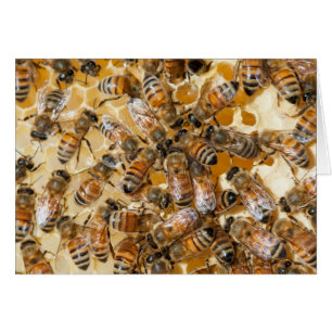 Imkerei auf Arlo's Honey Farm