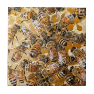 Imkerei auf Arlo's Honey Farm Fliese