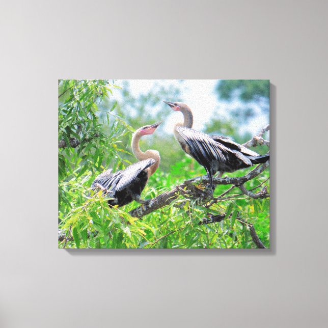Immature Anhingas Wrapped Canvas Leinwanddruck (Vorderseite)