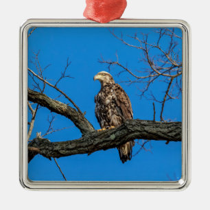 Immature Bald Eagle in Peekskill, NY Ornament Aus Metall