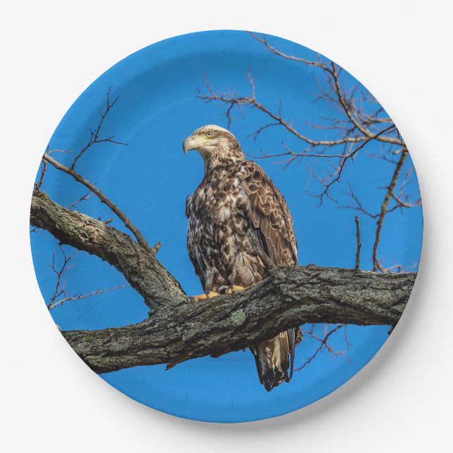 Immature Bald Eagle in Peekskill, NY Pappteller (Vorderseite)