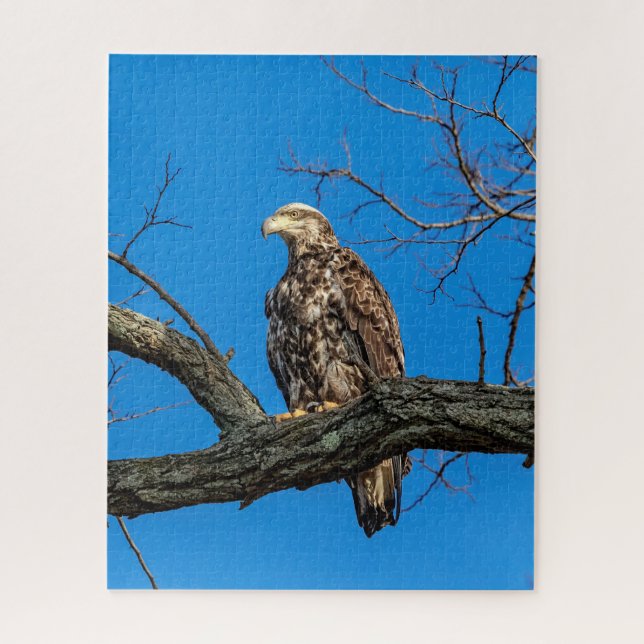 Immature Bald Eagle in Peekskill, NY Puzzle (Vertikal)