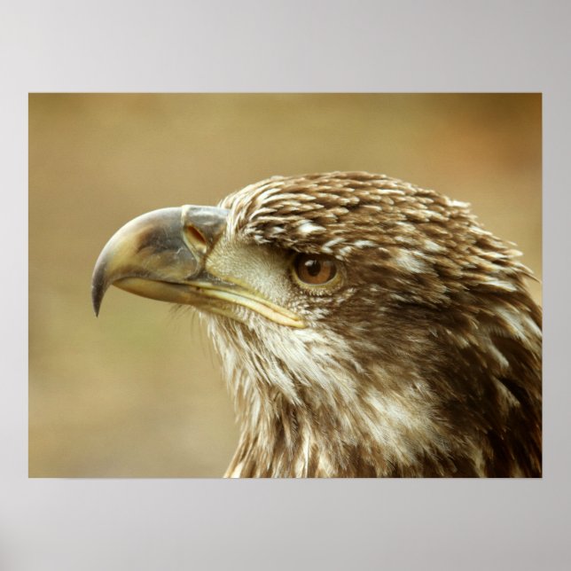 Immature Bald Eagle Poster (Vorne)