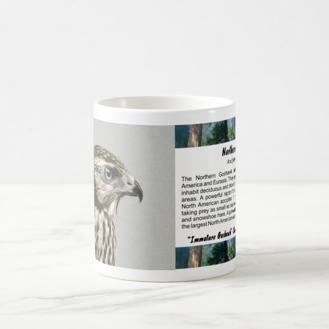 Immature Goshawk Kaffeetasse (Mittel)