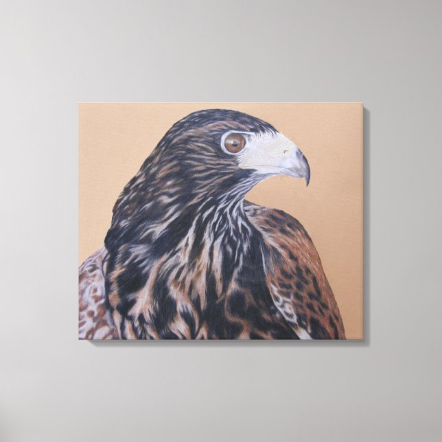 Immature Harris Hawk Leinwanddruck (Vorderseite)