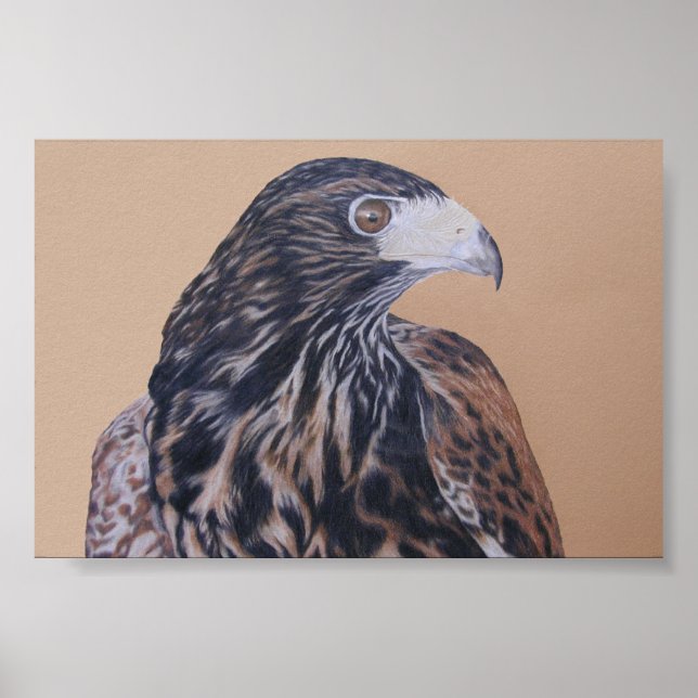 Immature Harris Hawk Poster (Vorne)