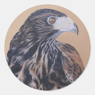 Immature Harris Hawk Runder Aufkleber