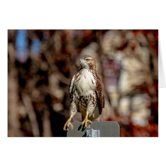 Immature Red Tail Hawk (Vorderseite (Horizontal))