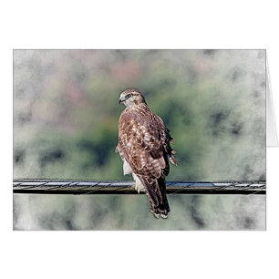 Immature Red Tail Hawk