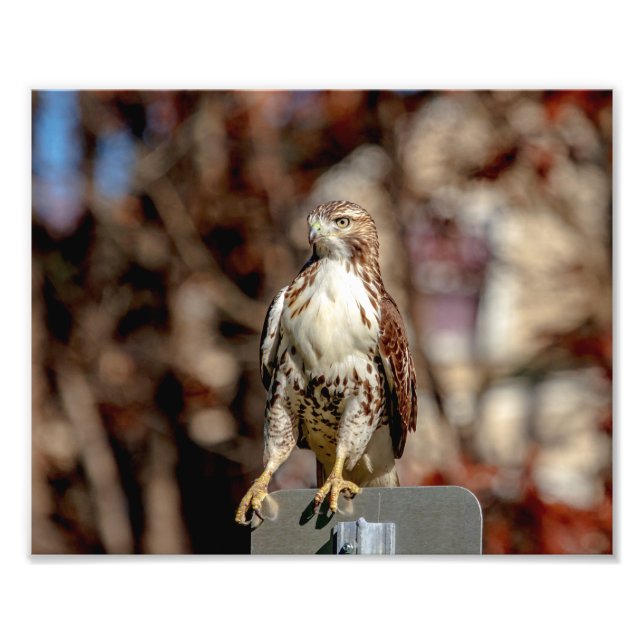 Immature Red Tail Hawk Fotodruck (Vorne)