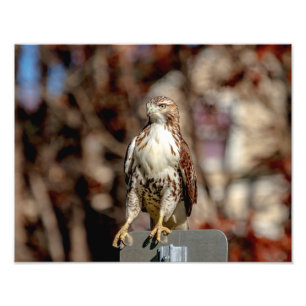 Immature Red Tail Hawk Fotodruck
