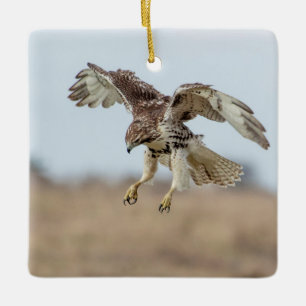 Immature Red Tail Hawk Hovering Keramikornament