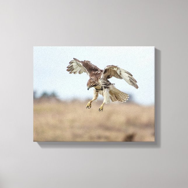 Immature Red Tail Hawk Hovering Leinwanddruck (Vorderseite)