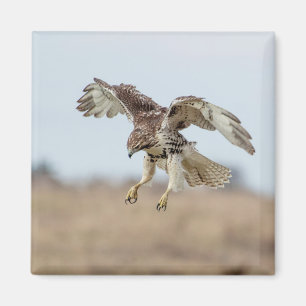 Immature Red Tail Hawk Hovering Magnet
