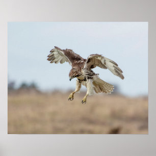 Immature Red Tail Hawk Hovering Poster