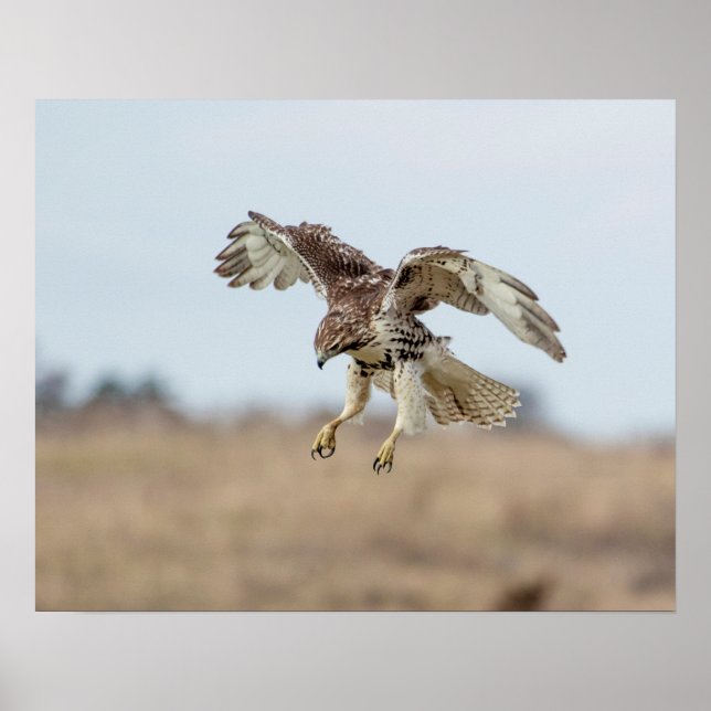 Immature Red Tail Hawk Hovering Poster (Vorne)