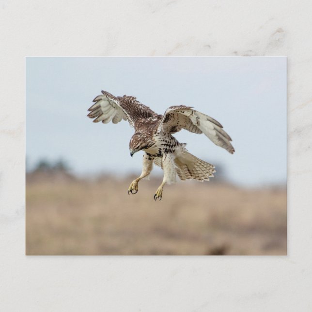 Immature Red Tail Hawk Hovering Postkarte (Vorderseite)