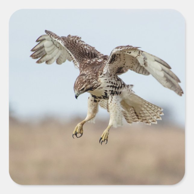 Immature Red Tail Hawk Hovering Quadratischer Aufkleber (Vorderseite)
