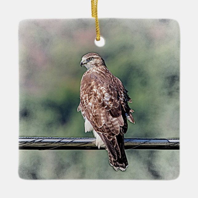 Immature Red Tail Hawk Keramikornament (Vorderseite)
