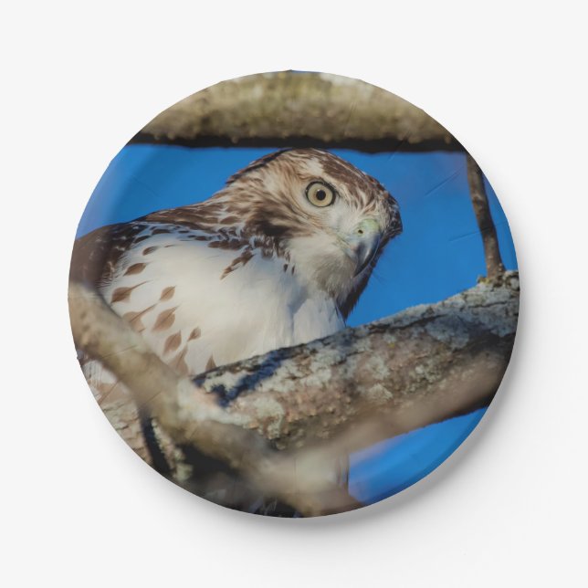 Immature Red Tail Hawk Pappteller (Vorderseite)