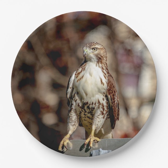 Immature Red Tail Hawk Pappteller (Vorderseite)