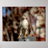Immature Red Tail Hawk