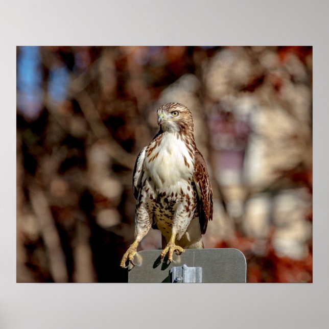 Immature Red Tail Hawk Poster (Vorne)