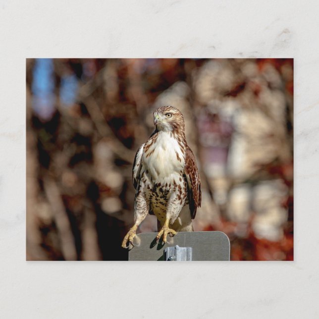 Immature Red Tail Hawk Postkarte (Vorderseite)