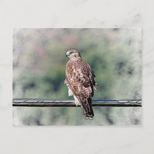Immature Red Tail Hawk Postkarte
