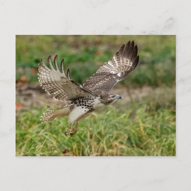 Immature Red Tail Hawk Postkarte (Vorderseite)