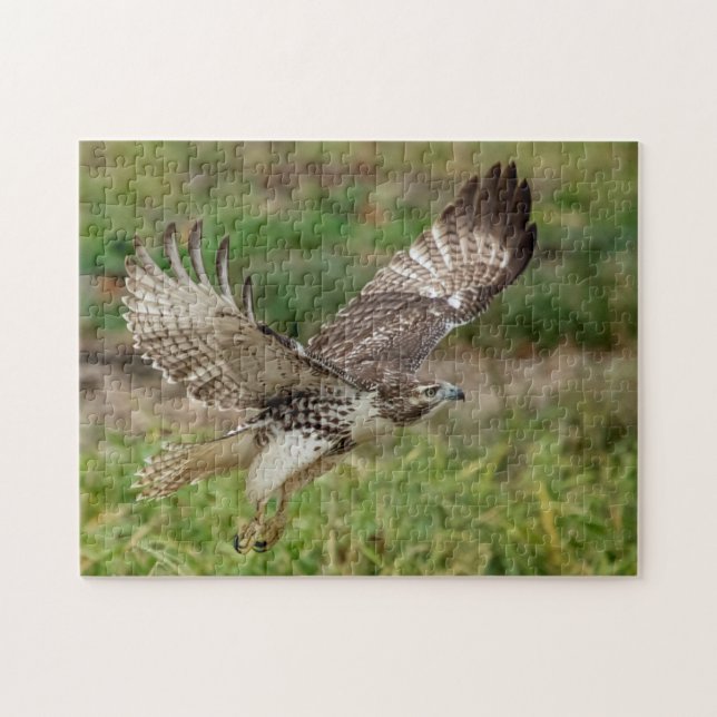 Immature Red Tail Hawk Puzzle (Horizontal)