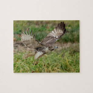 Immature Red Tail Hawk Puzzle