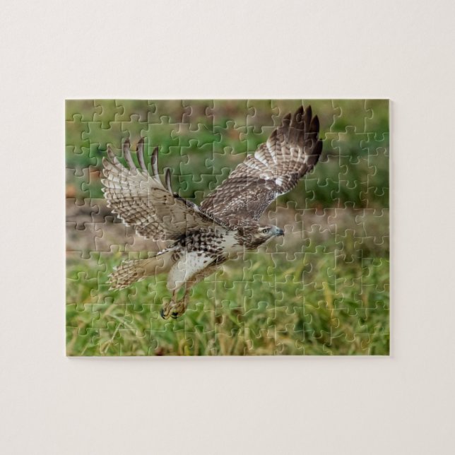Immature Red Tail Hawk Puzzle (Horizontal)